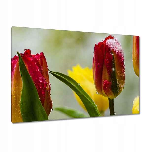Obrazy 120x80 Tulipány Květiny