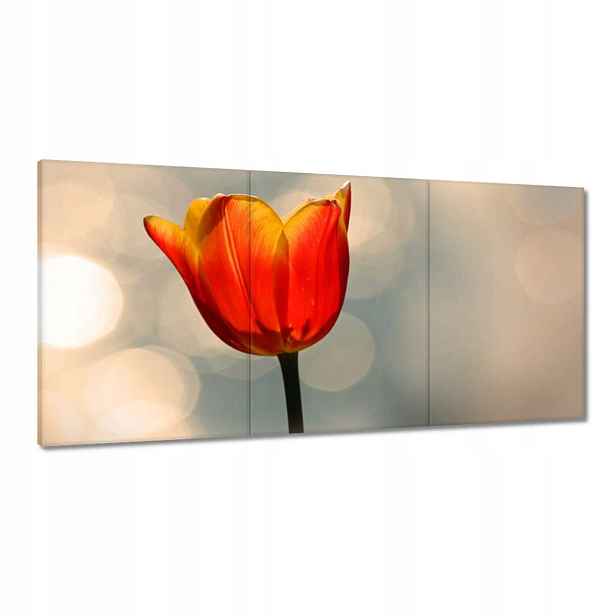 Obrazy 180x90 Oranžový tulipán