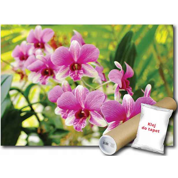 Fototapeta Růžové Orchideje 9D V4 254x184 F3402