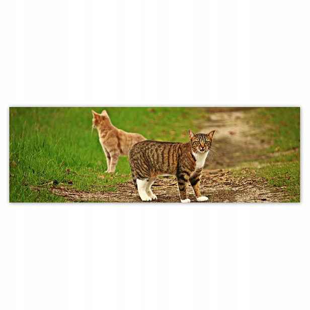 Plakáty 200x66 Kočka Kočky Kicia