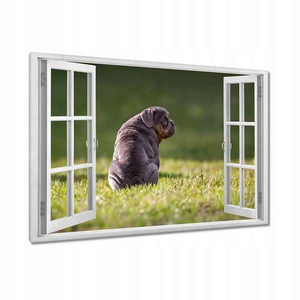 Obrazy 90x60 Pes Pejsek Psi