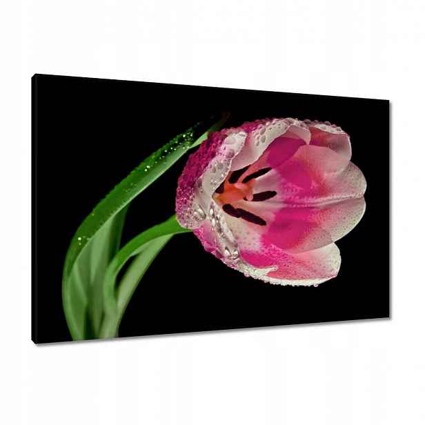 Obrazy 90x60 Růžový tulipán
