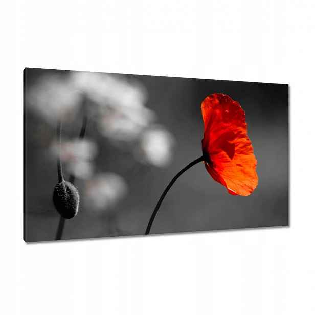 Obrazy 120x70 Rozkvetlý červený mák