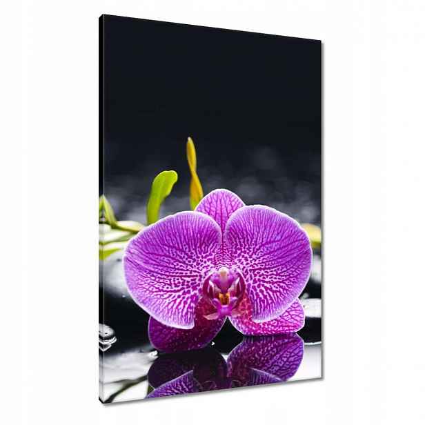Obrazy 60x90 Fialová orchidej