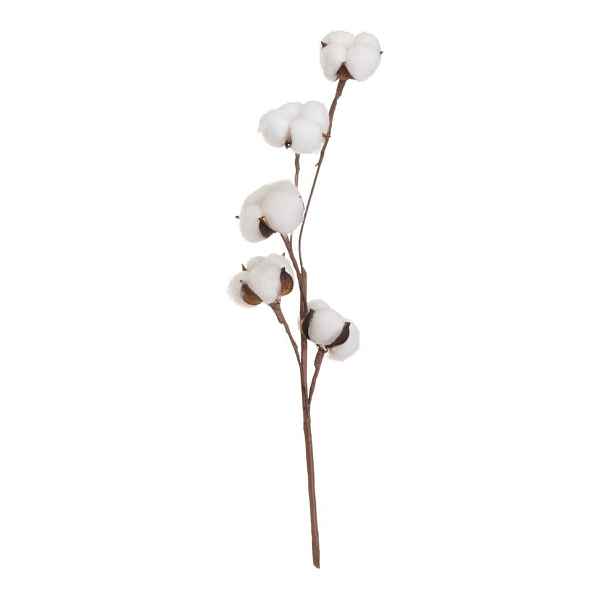 Sušená rostlina (výška 55 cm) Cotton – Casa Selección