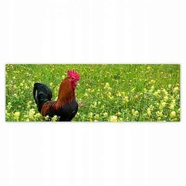 Plakáty 200x66 Kohout na louce