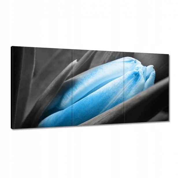 Obrazy 120x60 Modré okvětní lístky Tulipán