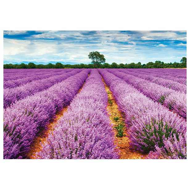 Fototapeta Levandulové pole Provence slunná krajina 312x219 obloha lepidlo