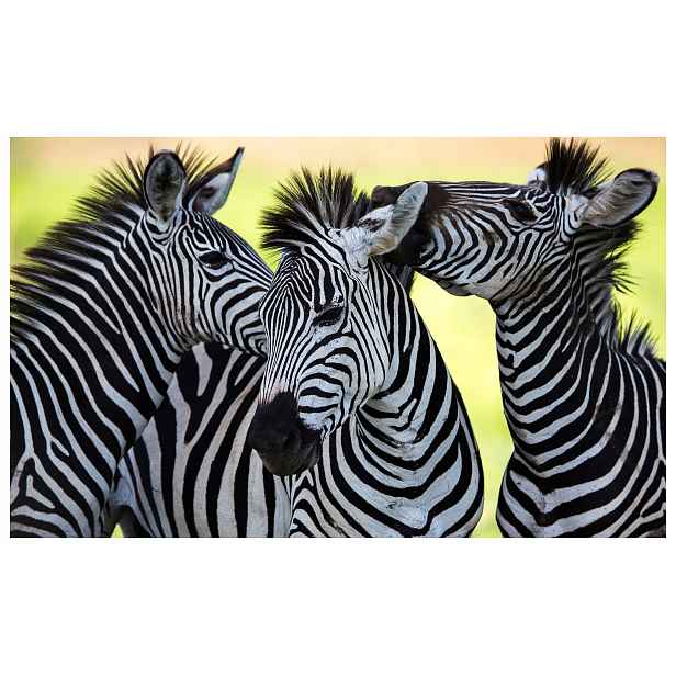 Fototapeta Africké Zebry vinyl 312x219 Příroda Safari Černé pruhy lepidlo