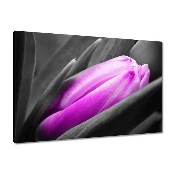 Obrazy 90x60 Fialový tulipán