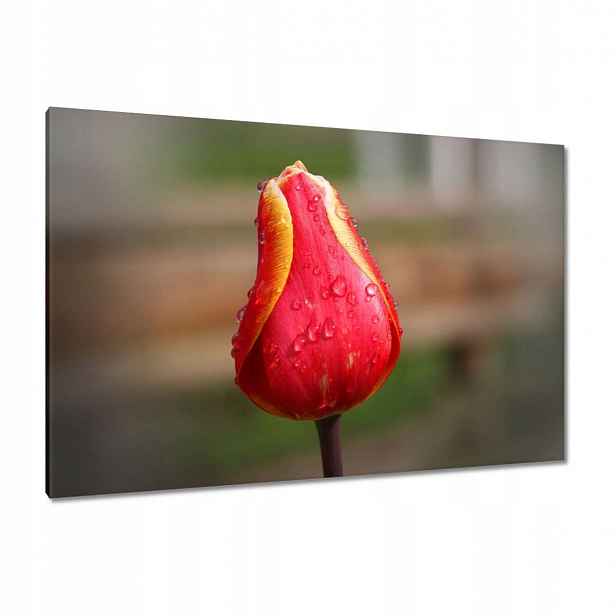 Obrazy 120x80 Červeno-žlutý tulipán