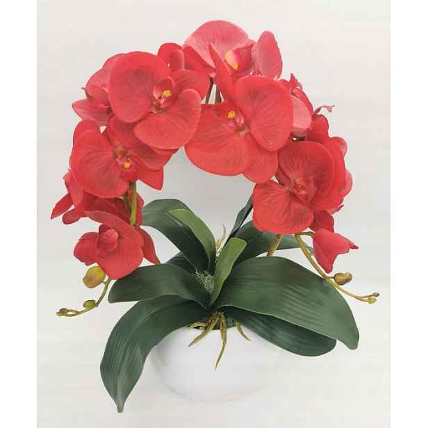 Orchidej gumový Orchidej
