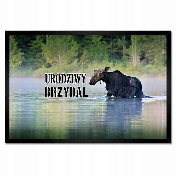 Plakáty v rámu 60x40 Roztomilý ošklivý Los