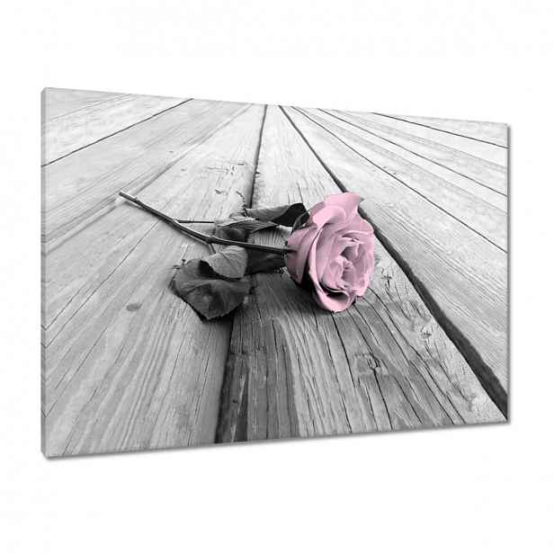 Obrazy 100x70 Pudrová růžová Old pink Rose