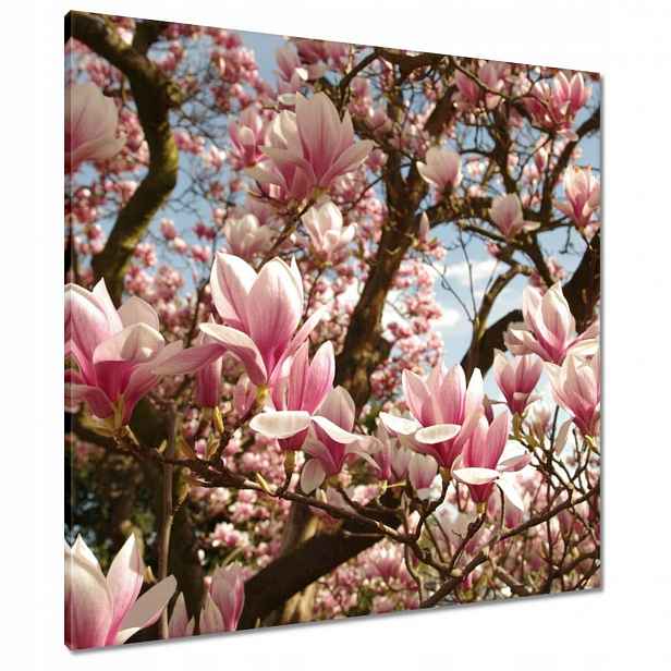 Obrazy 80x80 Magnolie Květiny Světle Modrá