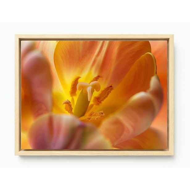 Obraz Rám American Box Květ Žlutý Tulipán Příroda Makro Fotografie 80x60