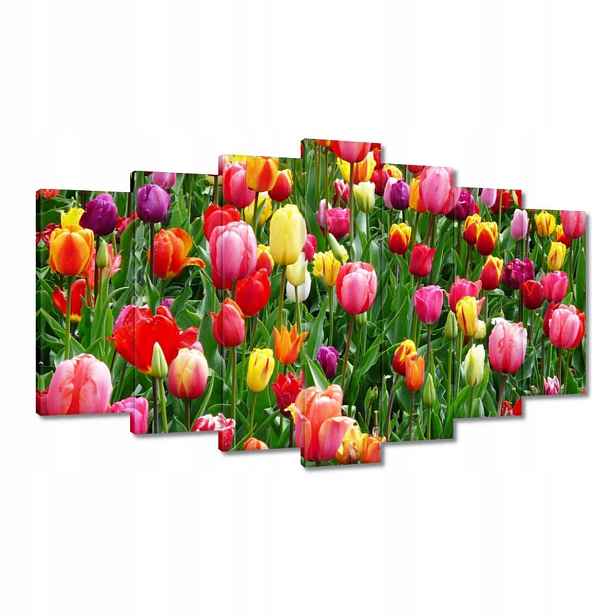 Obrazy 140x80 Barevné tulipány na louce
