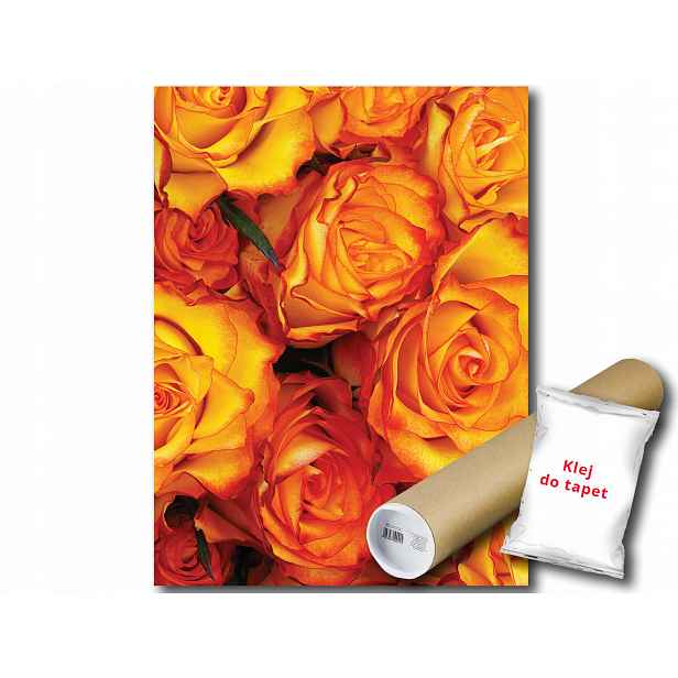 Fototapeta Růže Květiny 9B Panxl 206x275 F3397