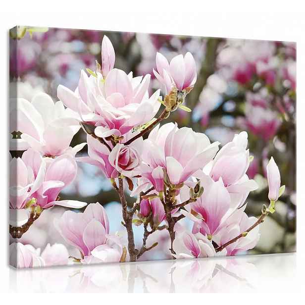 Obraz Na Plátně Canvas 100x75 Květiny Magnolie