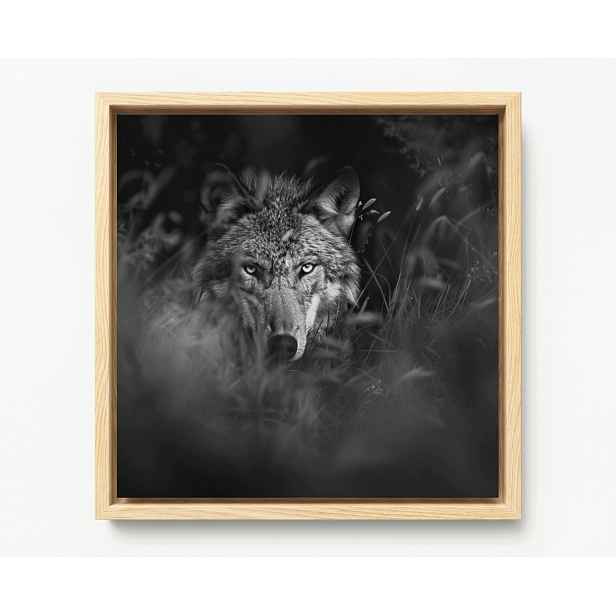 Obraz Rám Americký Box Fauna Příroda Šedý Vlk Portrét 50x50