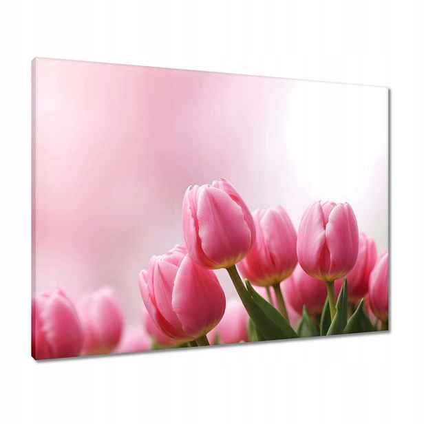 Obrazy 80x60 Růžové tulipány