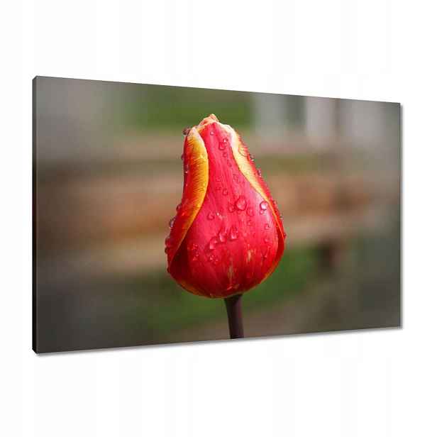 Obrazy 90x60 Červeno-žlutý tulipán