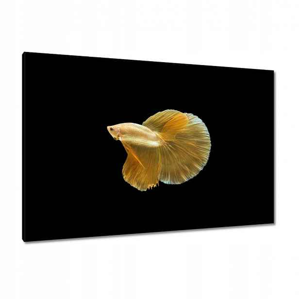 Obrazy 120x80 Zlatá siamská ryba
