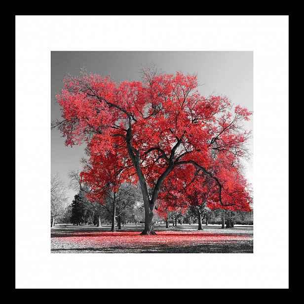 Euroart OBRAZ NA SKLE, stromy, 30/30/1,40 cm - Skleněné obrazy - 005721163201