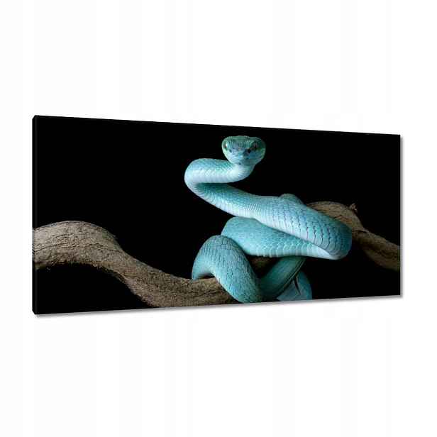 Obrazy 115x55 Modrý viper snake
