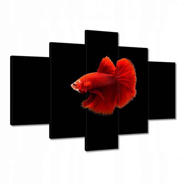 Obrazy 150x105 Červený bojovník rybka