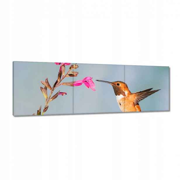 Obrazy 120x40 Kolibřík požírají nektar