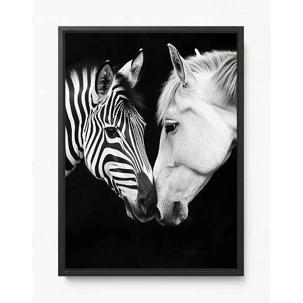Obraz Rám American Box Portrét Kůň Zebra Bílá Černá Kontrast B&w 60x80