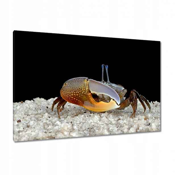 Obrazy 120x80 Žluté housle kraba