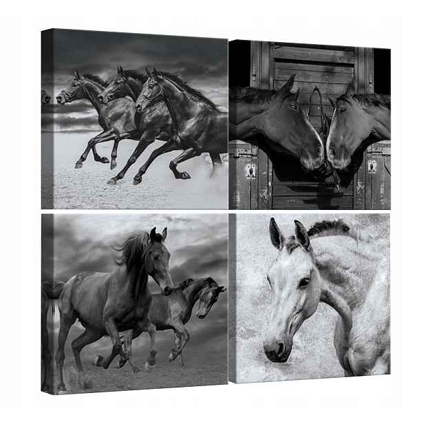 Obraz Na Plátně Canvas 50x50 Kůň Koně Příroda B&w