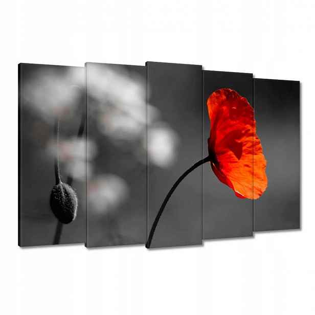 Obrazy 150x95 Rozkvetlý červený mák