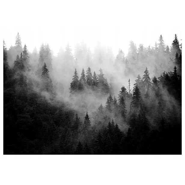 Fototapeta Les v mlze šedá horské stromy vinylová 208x146 lepidlo