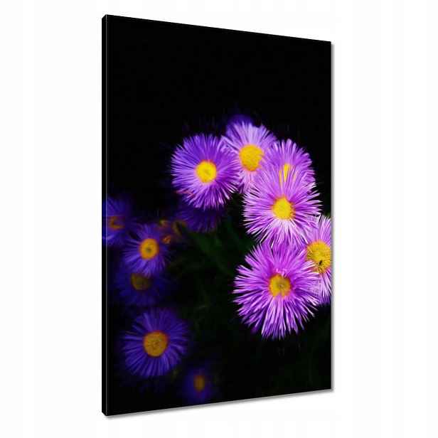 Obrazy 60x90 Fialové květy aster