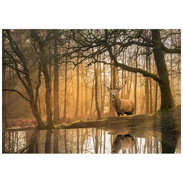Vliesová fototapeta Jelen ve zlatém lese s odrazem 300x210 lepidlo