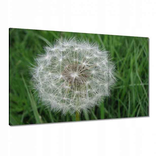 Obrazy 120x80 Pampeliška Květ Květiny