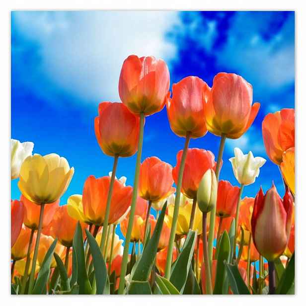 Plakáty 140x140 Barevné tulipány Květiny