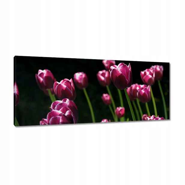 Obrazy 100x40 Fialové tulipány