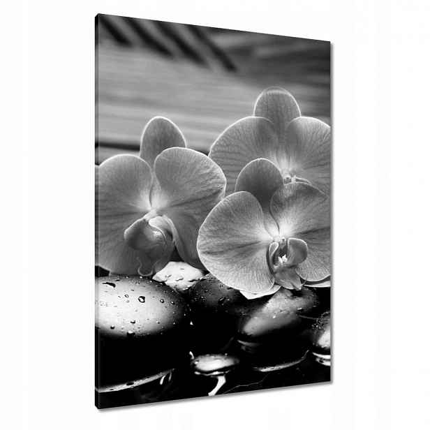 Obrazy 70x100 Orchideje na kamenech