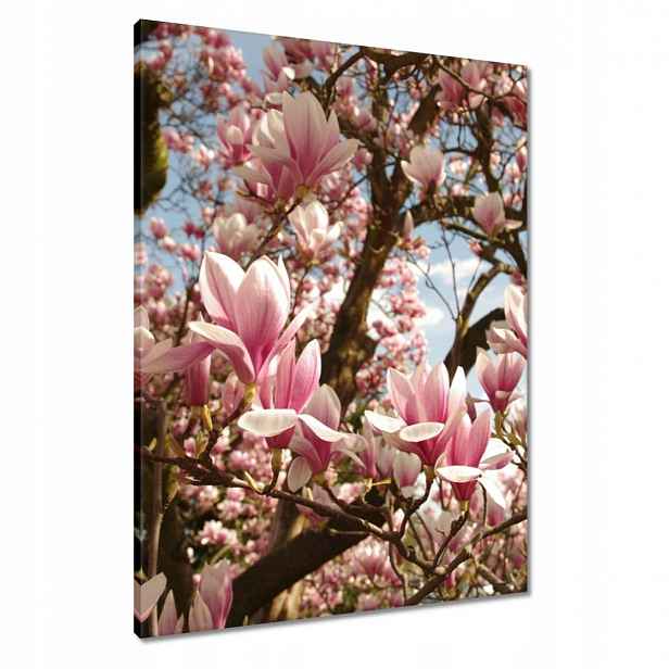 Obrazy 60x80 Magnolie Květiny Světle Modrá