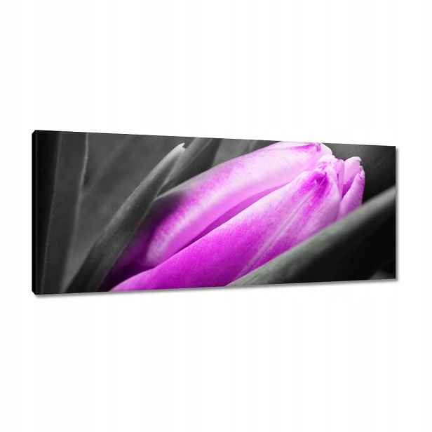 Obrazy 100x40 Fialový tulipán