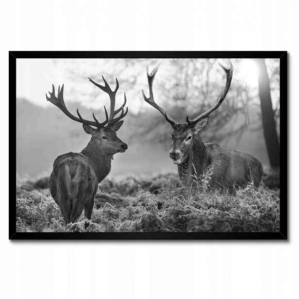 Plakáty v rámu 60x40 Černobílí jeleni