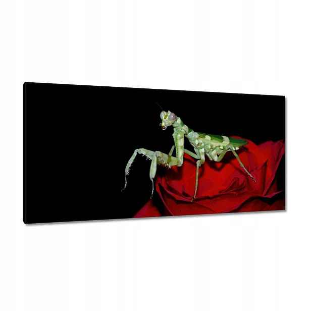 Obrazy 115x55 Modliška červený květ