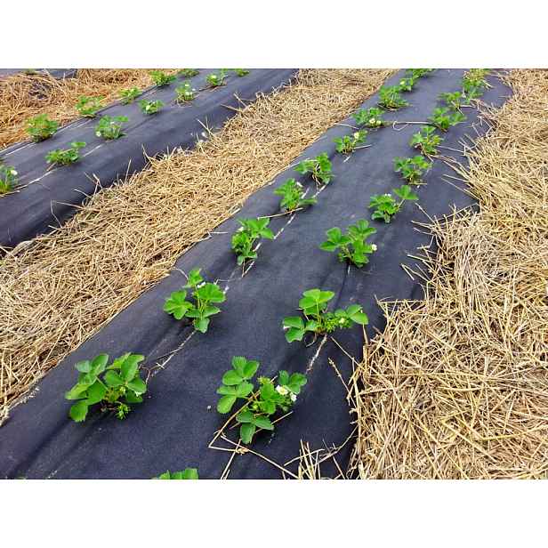 Agrotextilie 120 cm x 20 metrů 2 řady otvorů pro Jahody