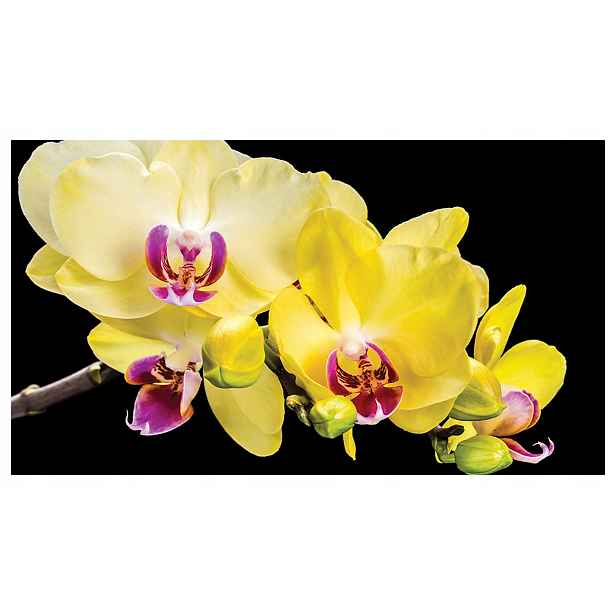 Fototapeta Žlutá Phalaenopsis Orchidej na černém pozadí Makro 208x146 lepidlo
