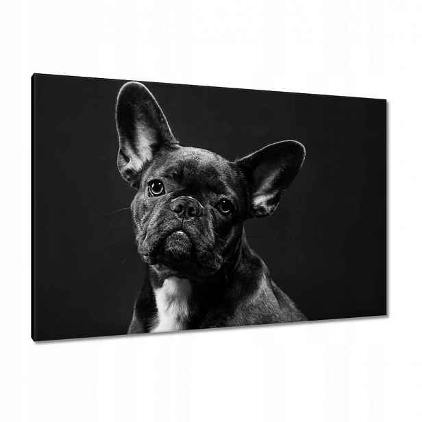 Obrazy 120x80 Francouzský černý buldoček