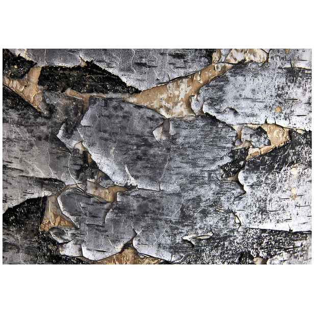 Fototapeta Bříza Kůra Příroda Ložnice Obývací Pokoj Tapeta Flizelina 150x105